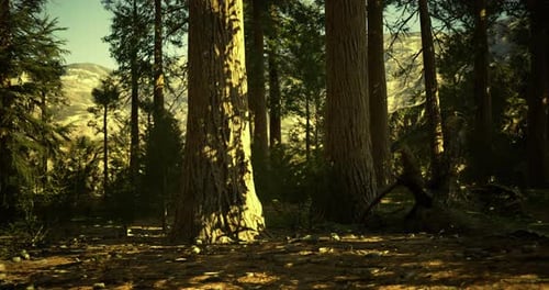 Majestic Sunlight Filtering Through Towering Trees in a Serene Forest Landscape