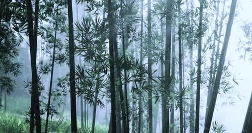Bamboo Forest Shrouded in Mist Creates a Serene Landscape at Dawn