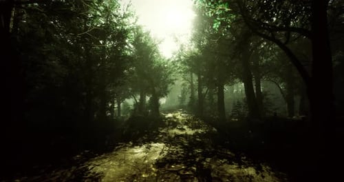 Sunlight Filters Through Trees on a Quiet Forest Path in Evening Light