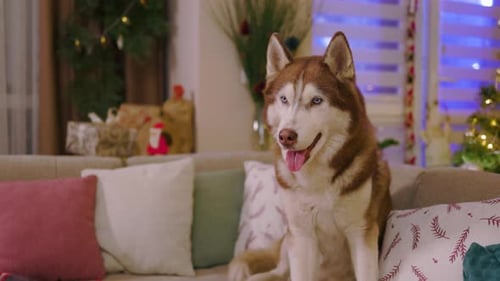 On Couch at Home Husky Dog with Blue Eyes on Background Christmas Decorations Portrait Pet Animal