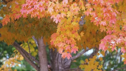 Colorful Woods with Yellow and Orange Canopies in Autumn Forest on Sunny Day Landscape of Wild