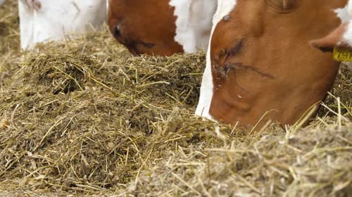 Cows Eating Hay on a Farm