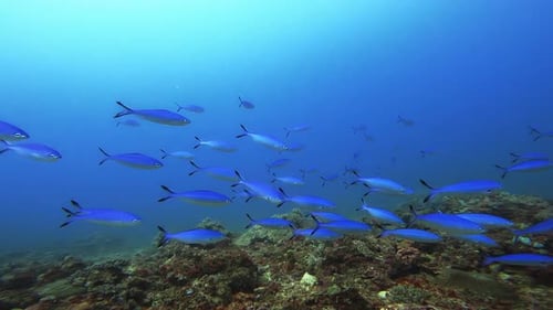 An amazing school of silvery fish with black tails swim against the deep blue ocean above a colorful