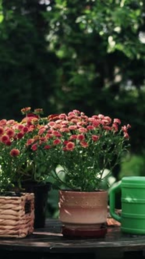 Vertical Video Potted Flowering Plants and Watering Can on Garden Table