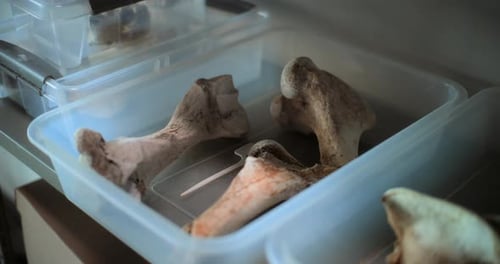 Bones in a Plastic Container for Research