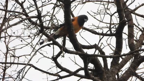 rufous treepie in treee chilling ..