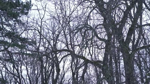 Video von einem einsamen, tristen Tag in trostloser Natur, gefrorener Wald voller Bäume mit kahlen, blattlosen
