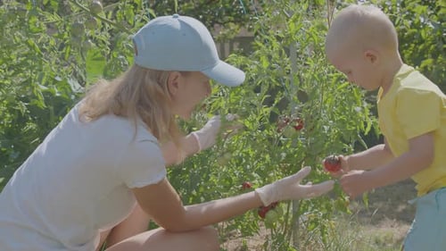 Three Year Old Boy And His Mother Picking Tomatoes In The Vegetable Garden 4