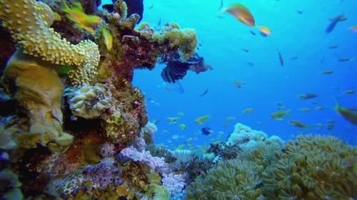 Schwimmender Skorpionfisch unter Wasser