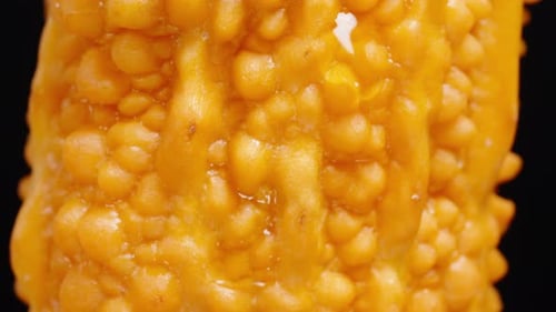 Plan rapproché de la peau texturée du melon amer, en effectuant une rotation lente pour mettre en valeur les petites bosses