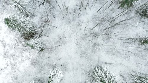 Aerial winter landscape with mixed forest and white snow covered ground