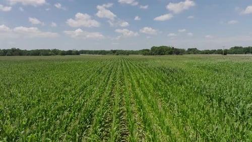 Corn Field