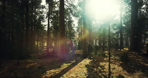 Sunlight Filtering Through Thick Trees in a Serene Forest Setting