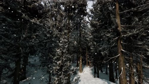A Winter Wonderland in a Dense Forest