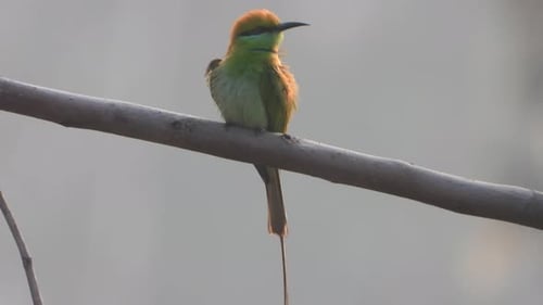 Bee-eater in pond area .
