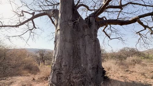 Massive ancient baobab in Tarangire National Park, Tanzania
