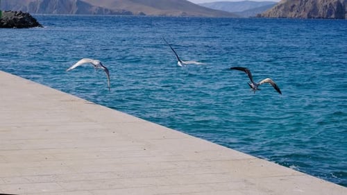 Seagull Standing on Quay in City