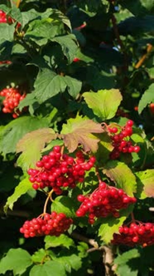 Ein Bündel roter Beeren, die auf einem Busch mit grünen Blättern wachsen