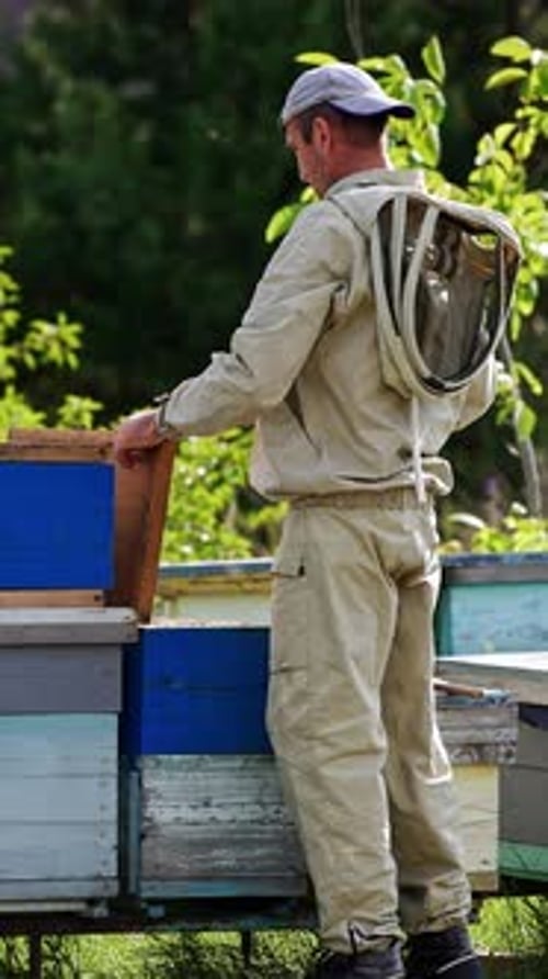 Beekeeper Tending Beehives in Rural Apiary