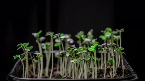 Newborn Mustard Plant Germination of Seeds of Microgreen Timelapse of Sprouts in a Greenhouse