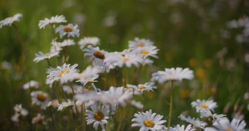 Daisies Blooming in a Sunny Field