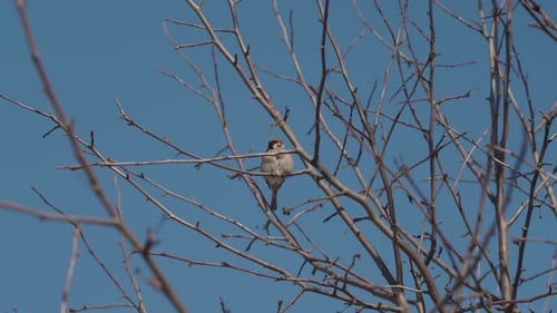 Ein Spatz sitzt an einem Wintertag auf einem kahlen Ast