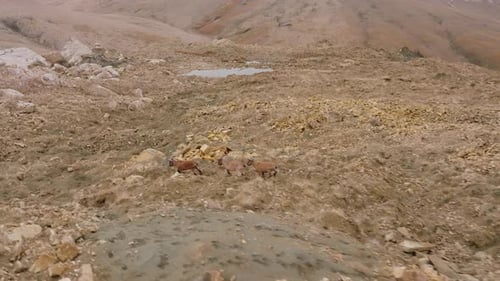 Mountain Goat Herd Climbing Steep Rocky Slope Navigating Challenging Alpine Landscape From Bird's
