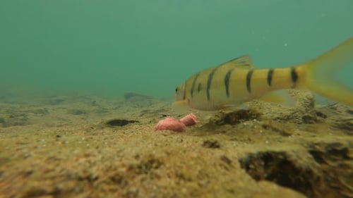 Filmage sous-marin de mérous dans les cours d'eau du sud de la Chine