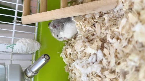 Hamster Peeking Out from Bed of Wood Shavings