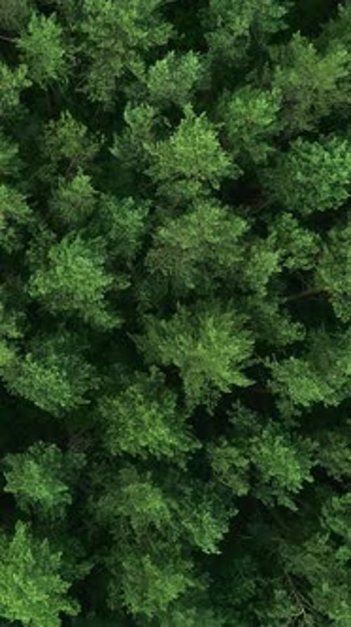 Vertical Wild Forest Background Trees Foliage