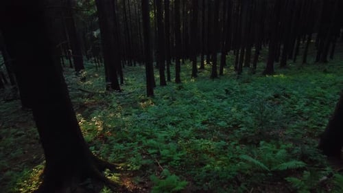 Low Flight with Drone Near Trees