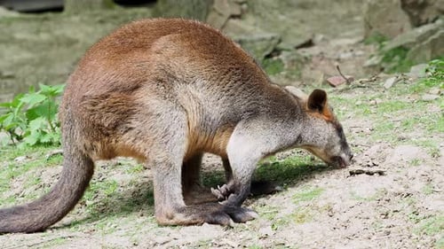 Wallaby des marais, Wallabie bicolore. Connu sous le nom de wallaby noir