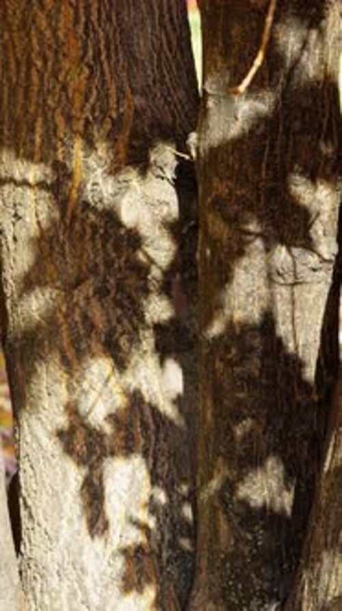 The silhouette of leaves on the trunk of a tree.