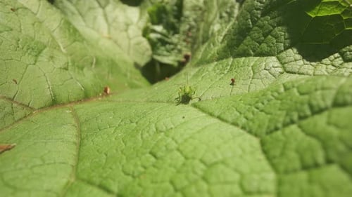 Green Grasshopper Camouflages Itself on the Leaf