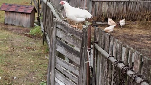 Chickens Roaming Freely Near Wooden Farm Fence