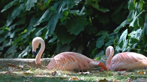 Sitzende rosa Flamingos