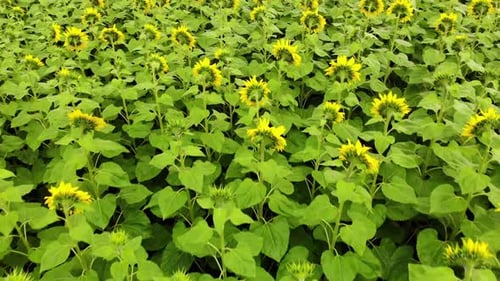 Feld mit blühenden Sonnenblumen