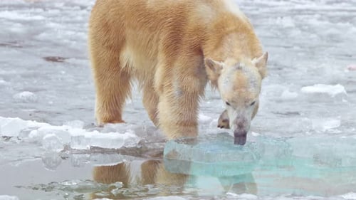 Polar Bear on Ice in a Frozen Environment
