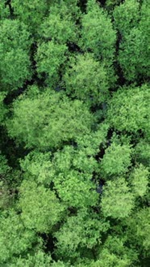 Vue de dessus de la forêt sauvage. Vidéo verticale