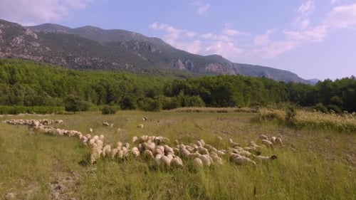 Picturesque Rural Mountain Landscape with Flock of Sheeps Grazing on the Meadow