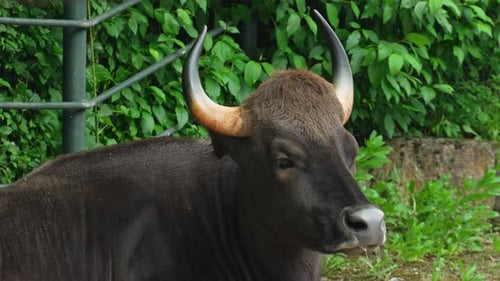 Close up head of wild bull Gaur looking at the camera. Wild bull Gaur resting in nature. Bull