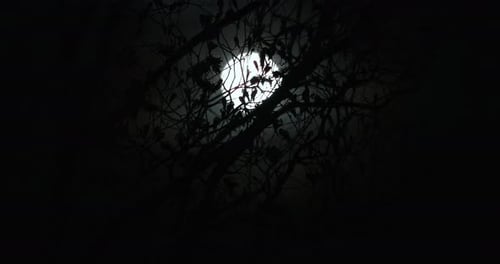 Moon Seen Through Silhouetted Branches at Night