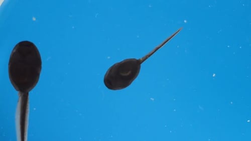 Tadpoles Swimming Underwater in Blue Water