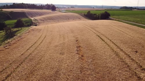 Drone flying over wheat field