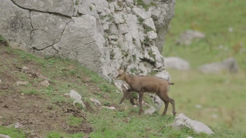 Cámara lenta: primer plano de un cachorro de rebeco caminando en lo alto de las montañas. (4K)