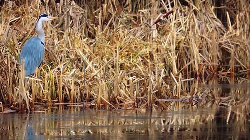 Grey Heron Bird is Relaxing in a Lake in Wintertime- Steady Shot