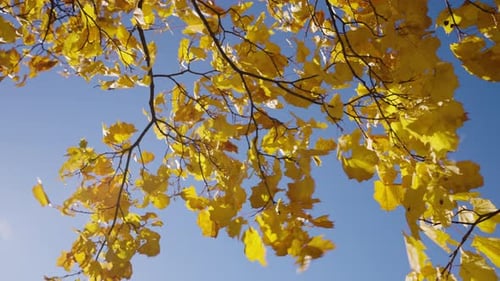 Wind flattert gelbe Ahornblätter auf den Zweigen gegen den blauen Himmel Atemberaubende Herbstlandschaft