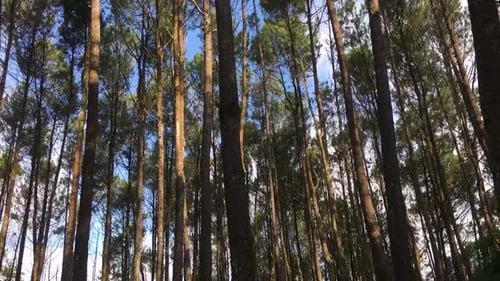 beautiful timelapse of Pine tree at a tropical rain forest Mountain