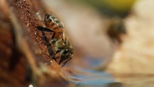 Two honey bees on rocks, pulsating abdomen, close up