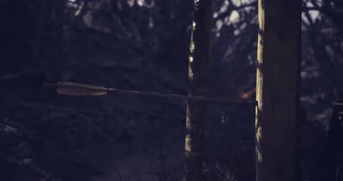 Arrow Strikes a Tree During Target Practice in a Wooded Area